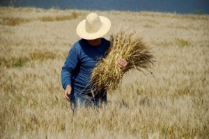O trigo gaúcho está com um valor muito competitivo comparado ao preço do produto importado - Foto: Fernando Dias