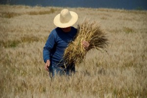 Em algumas regiões, a semeadura de trigo apresenta dez pontos percentuais abaixo da média histórica - Foto: Fernando Dias