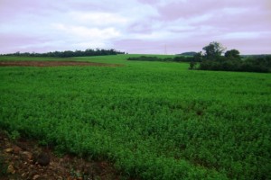 Com ganho de produtividade, produtores têm optado pela alfafa em vez de soja e outros grãos - Foto: Rivaldo Dhein