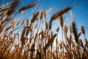 Redução da alíquota de 8% para 2% do produto vendido para SP, RJ e MG vale até 15 de setembro - Foto: Eduardo Seidl